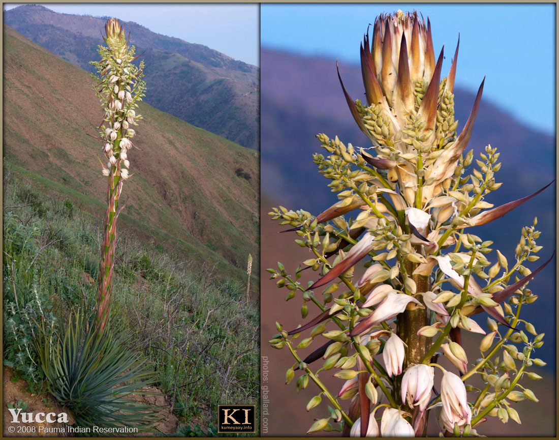 DOWNLOADING LARGE Hi-Rez California Desert Plant...